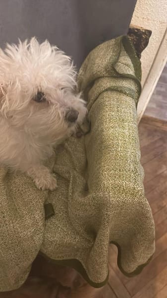 Rolly, suche passendes Körbchen