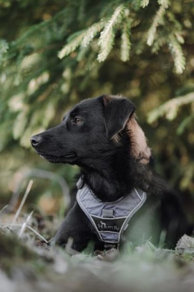 Sookie sucht ihr Für-immer Zuhause...