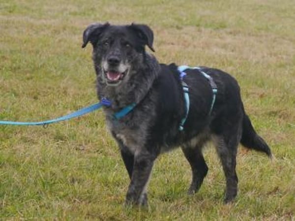 JACKO-liebenswerter Senior-Rüde,51 cm