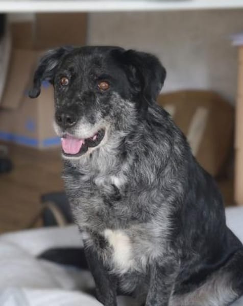 JACKO-liebenswerter Senior-Rüde,51 cm