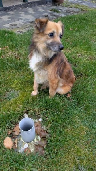 DIDRIK-hübscher Rüde-blinder Purzel-