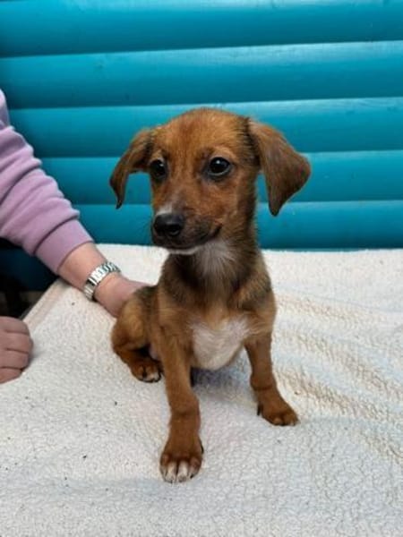 EVELYN-zuckersüße, niedliche W.-Hündin