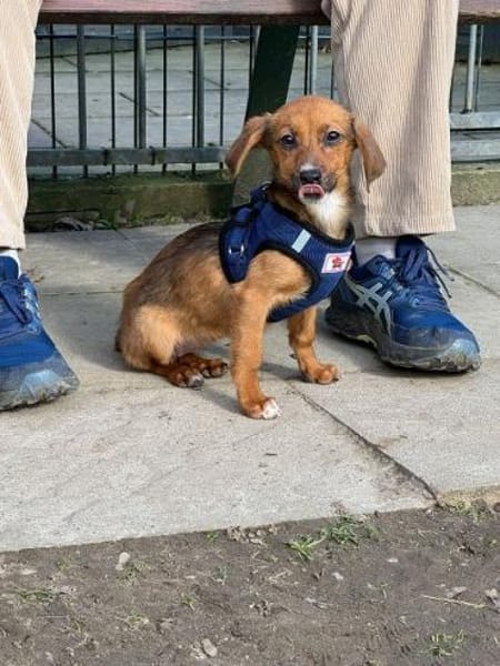 EVELYN-zuckersüße, niedliche W.-Hündin