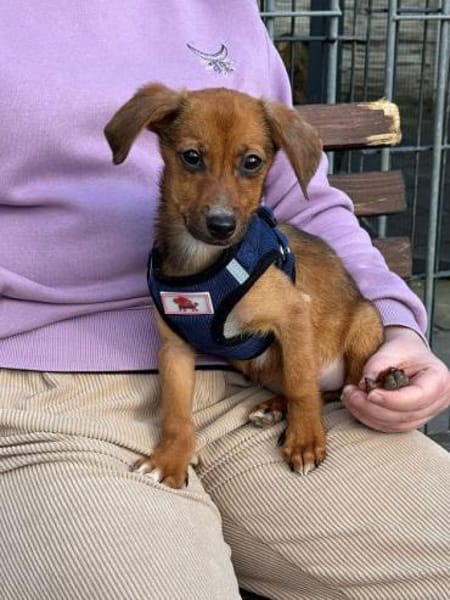 EVELYN-zuckersüße, niedliche W.-Hündin