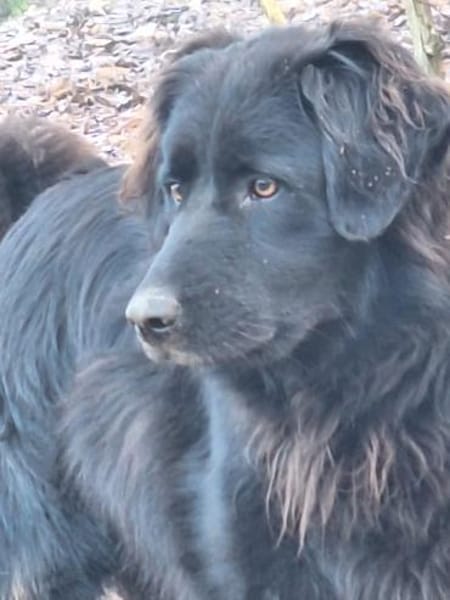 JAMIE-Schmusebär &  aktiver Naturbursche