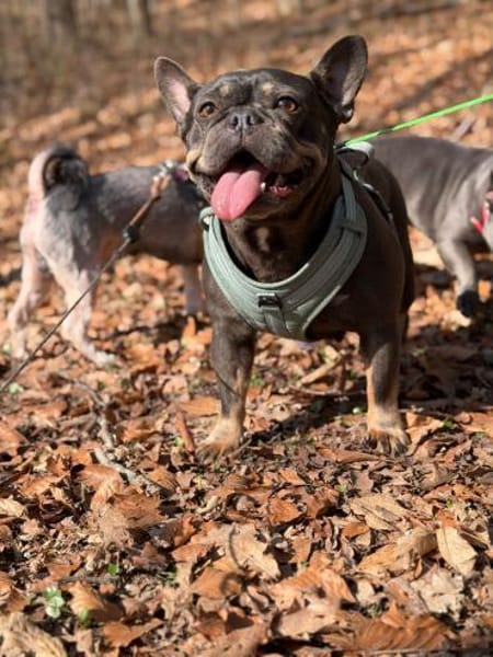 Para PP Bully Kuschelmonster