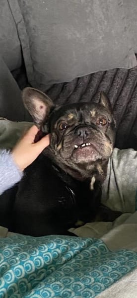 Para PP Bully Kuschelmonster