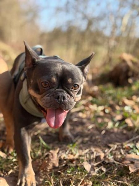 Para PP Bully Kuschelmonster