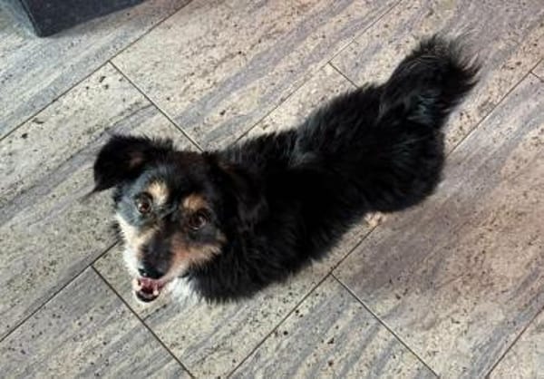 Franzl - sucht ein liebes Zuhause