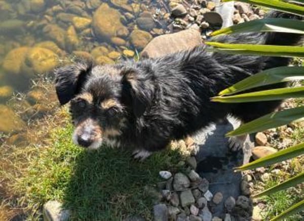 Franzl - sucht ein liebes Zuhause