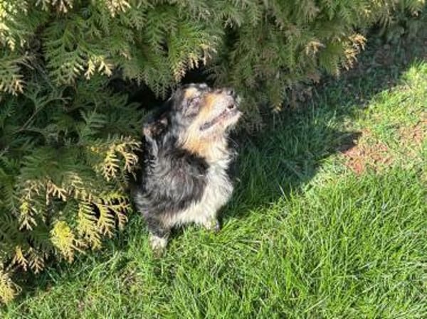 Franzl - sucht ein liebes Zuhause