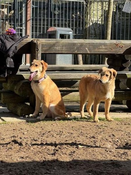 DENNIS-wunderschöner Welpen-Rüde