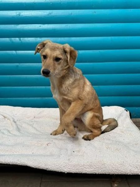 DENNIS-wunderschöner Welpen-Rüde