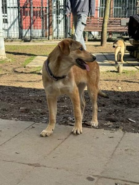 DOTTY-zauberhaftes Welpen-Mädchen