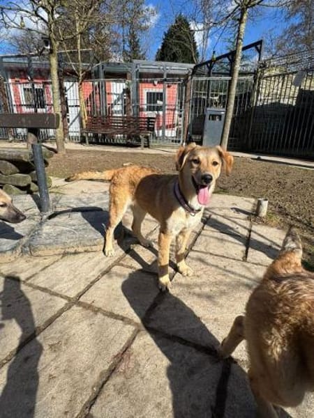 DOTTY-zauberhaftes Welpen-Mädchen