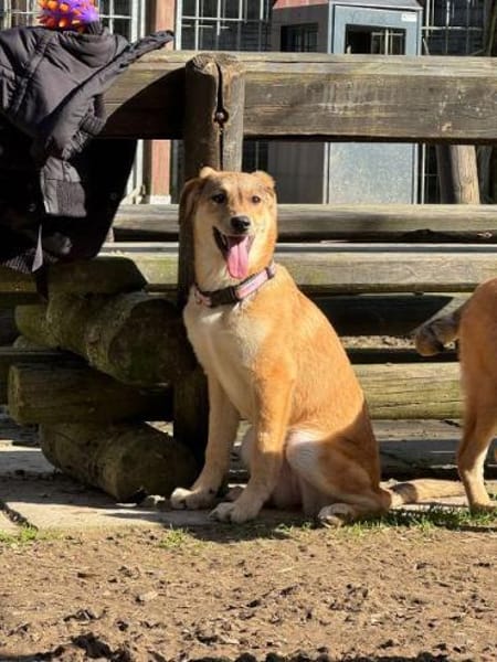 DOTTY-zauberhaftes Welpen-Mädchen