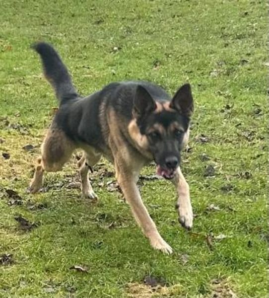 KASPER 5,5 J. verspielter Schäfer-Rüde