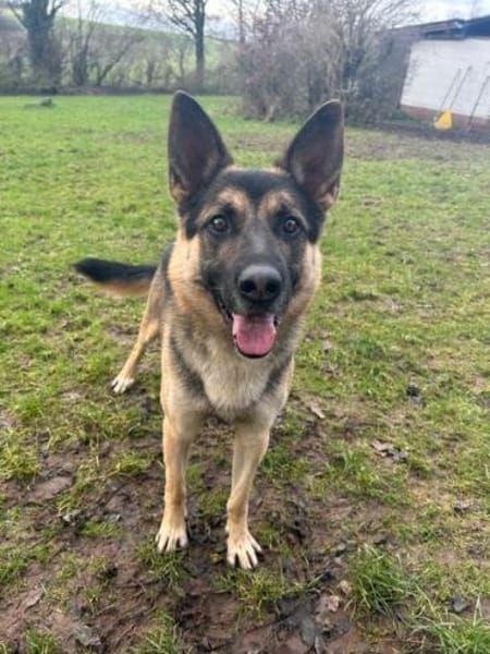 KASPER 5,5 J. verspielter Schäfer-Rüde