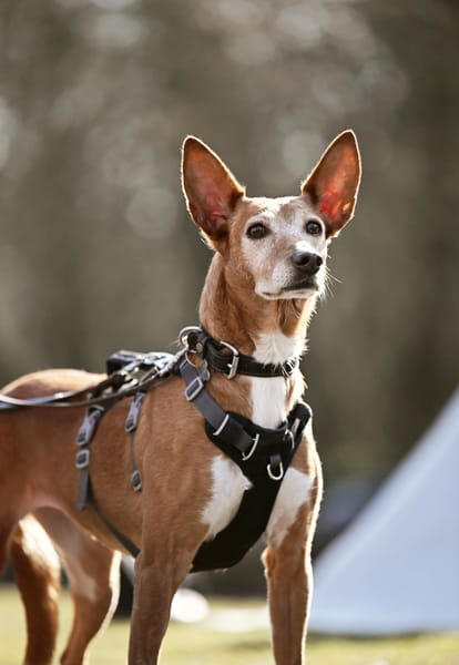 Canela - Podenco Hündin sucht