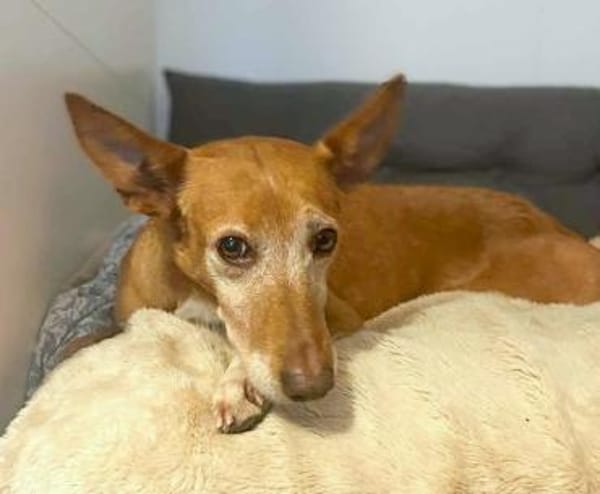 Canela - Podenco Hündin sucht