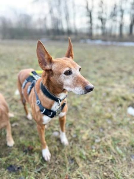 Canela - Podenco Hündin sucht