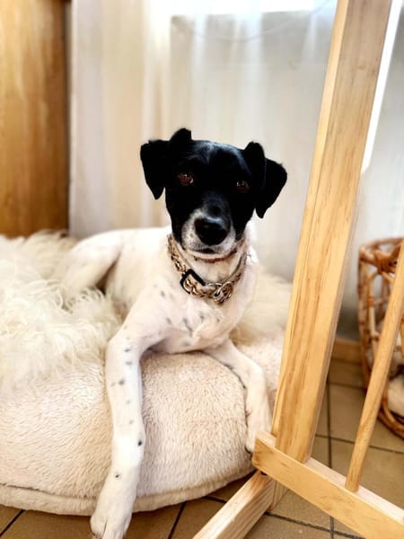 NERO sucht seinen Platz als Einzelprinz