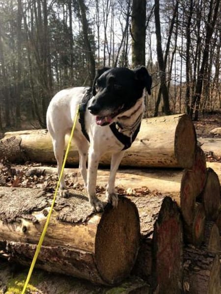 NERO sucht seinen Platz als Einzelprinz