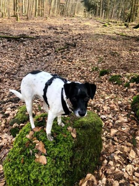 NERO sucht seinen Platz als Einzelprinz