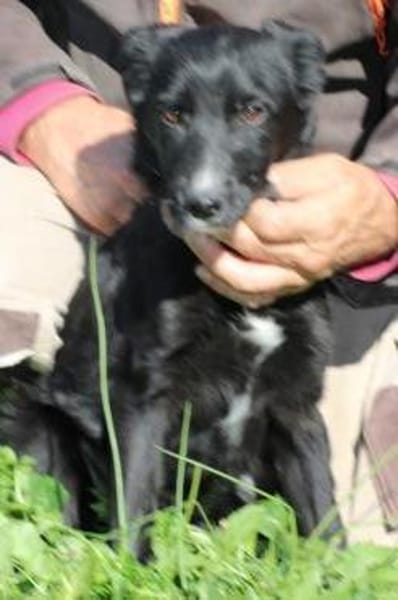 Dhahi - verspielt u. kinderlieb