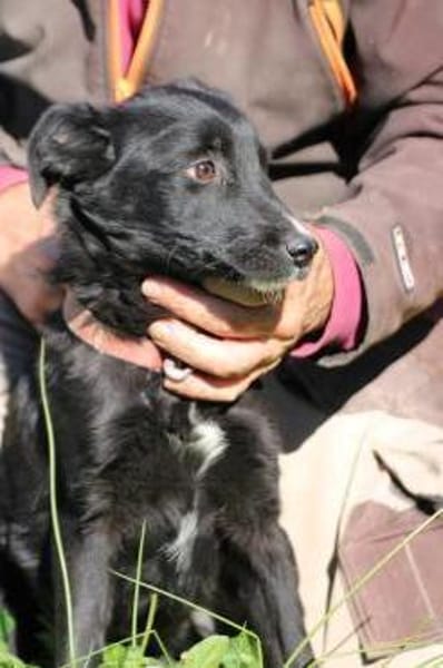 Dhahi - verspielt u. kinderlieb