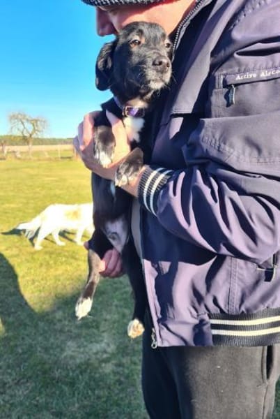 Mini Mouty- Traumhund sucht Traumzuhause