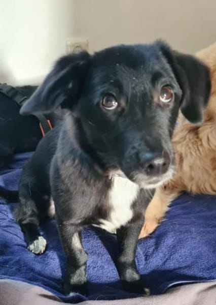 Mini Mouty- Traumhund sucht Traumzuhause