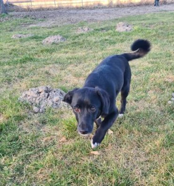 Mini Mouty- Traumhund sucht Traumzuhause