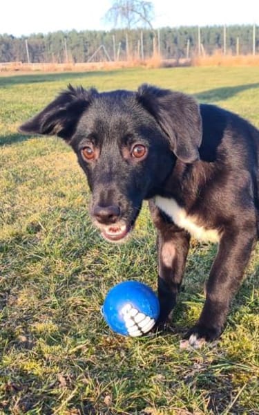 Mini Mouty- Traumhund sucht Traumzuhause