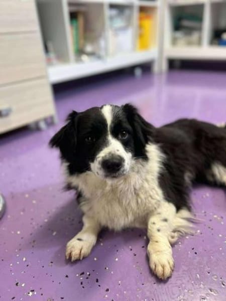 ROSINE 🐾❤ ca. 3 Jahre superliebe Maus