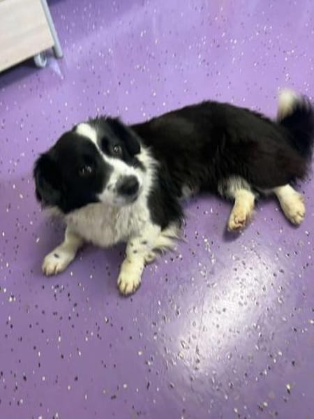 ROSINE 🐾❤ ca. 3 Jahre superliebe Maus