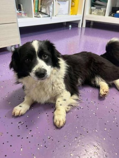 ROSINE 🐾❤ ca. 3 Jahre superliebe Maus