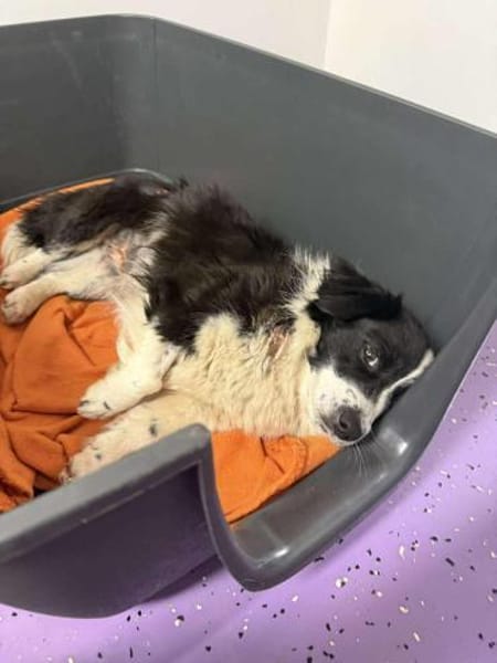 ROSINE 🐾❤ ca. 3 Jahre superliebe Maus