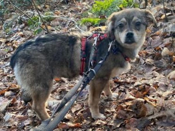 HEDWIG-zuckersüße Jung-Hündin,33 cm(w)