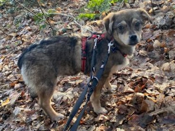 HEDWIG-zuckersüße Jung-Hündin,33 cm(w)