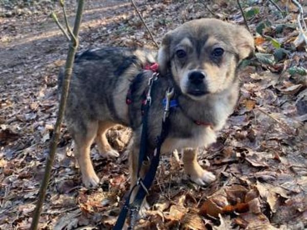 HEDWIG-zuckersüße Jung-Hündin,33 cm(w)