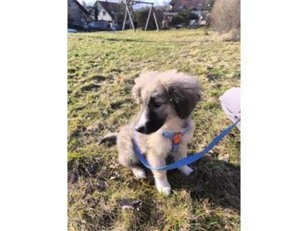 Raya - wartet in 73635 Rudersberg