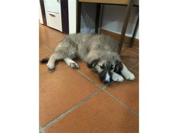 Raya - wartet in 73635 Rudersberg