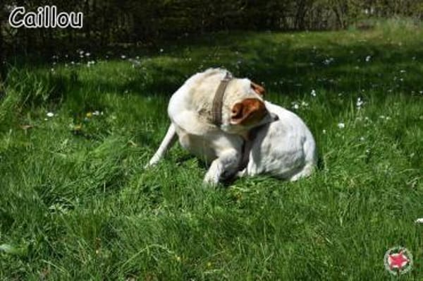 CAILLOU