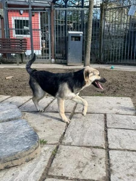 DINA-hübsche Welpen-Hündin,42 cm(w)