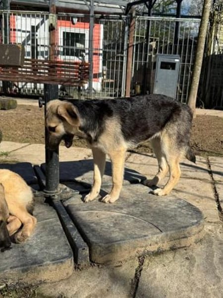 DINA-hübsche Welpen-Hündin,42 cm(w)