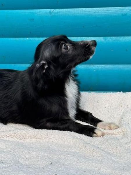 TABU-hübscher, junger Welpen-Rüde