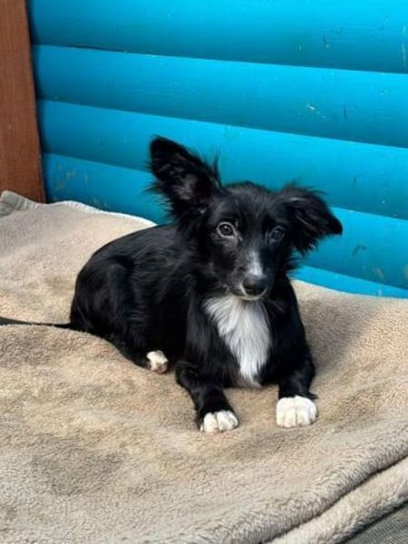 TABU-hübscher, junger Welpen-Rüde