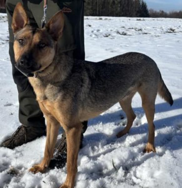 Thor sucht ein Zuhause!