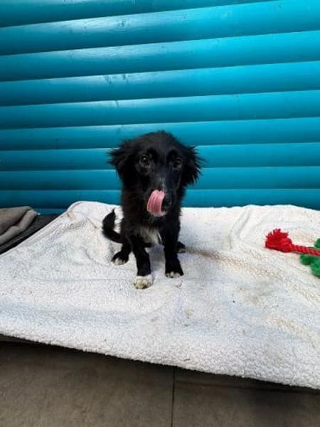 TOKIO-süßer, verspielter Welpen-Rüde,